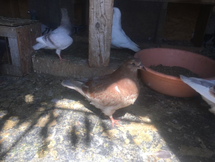 22AAA1B0-3E8D-4FF1-BA71-A9414374CFE7 - Prin voliera