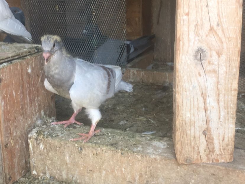 3A8DC3A4-B08D-4E3B-A03F-A18048A4F27B - Prin voliera