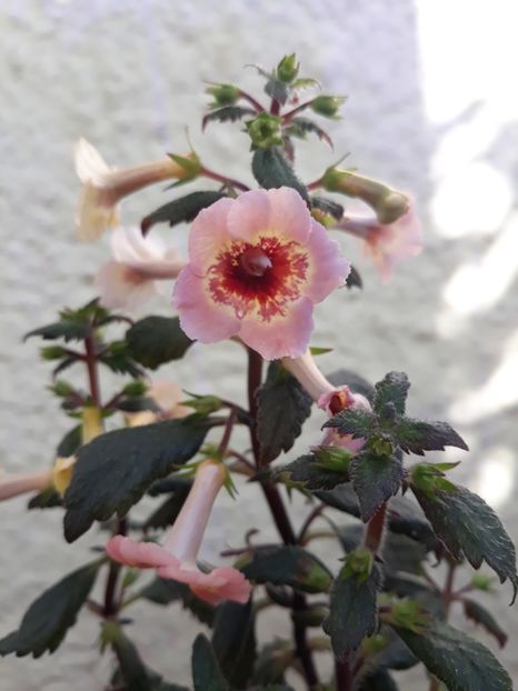  - 001 2021 - Yellow Queen Hy