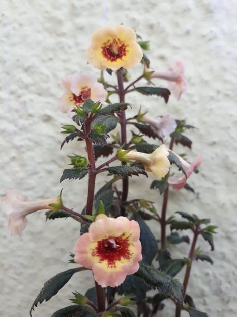  - 001 2021 - Yellow Queen Hy