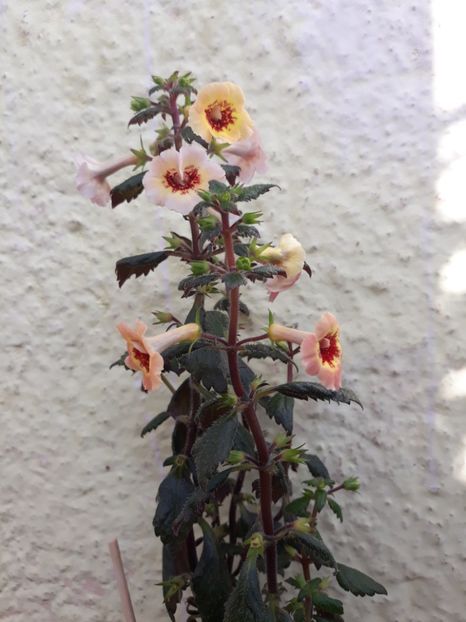  - 001 2021 - Yellow Queen Hy