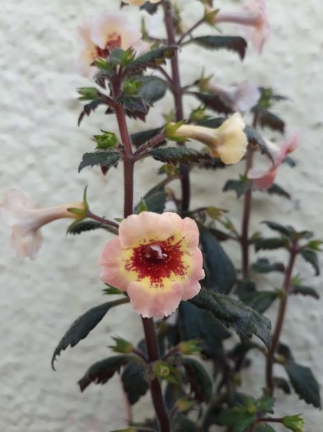  - 001 2021 - Yellow Queen Hy