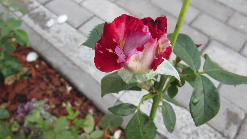  - A A Flori de gradina 3