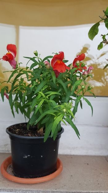 Gura leului - florii