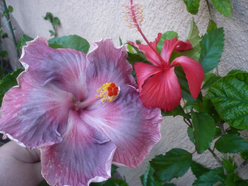 P1420756 - HIBISCUSI 2019-2