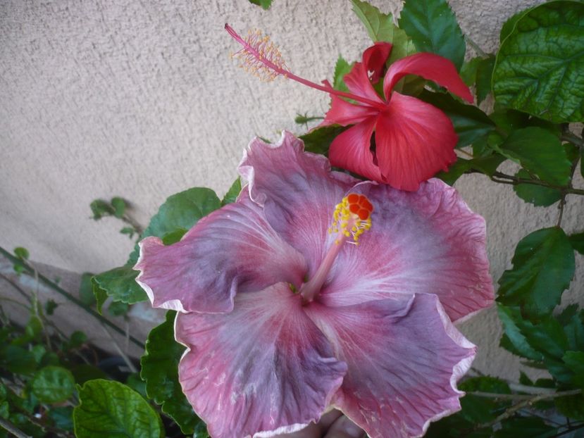 P1420757 - HIBISCUSI 2019-2