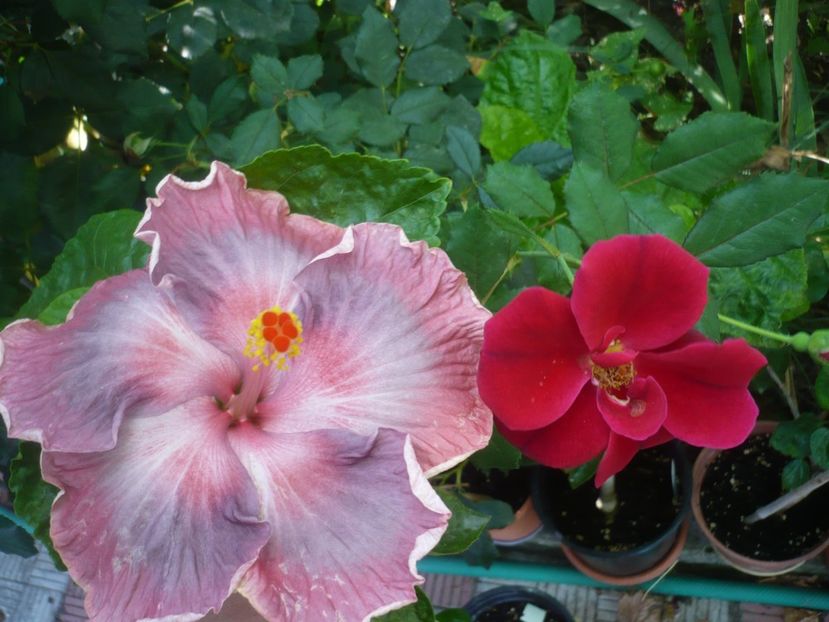 P1420759 - HIBISCUSI 2019-2