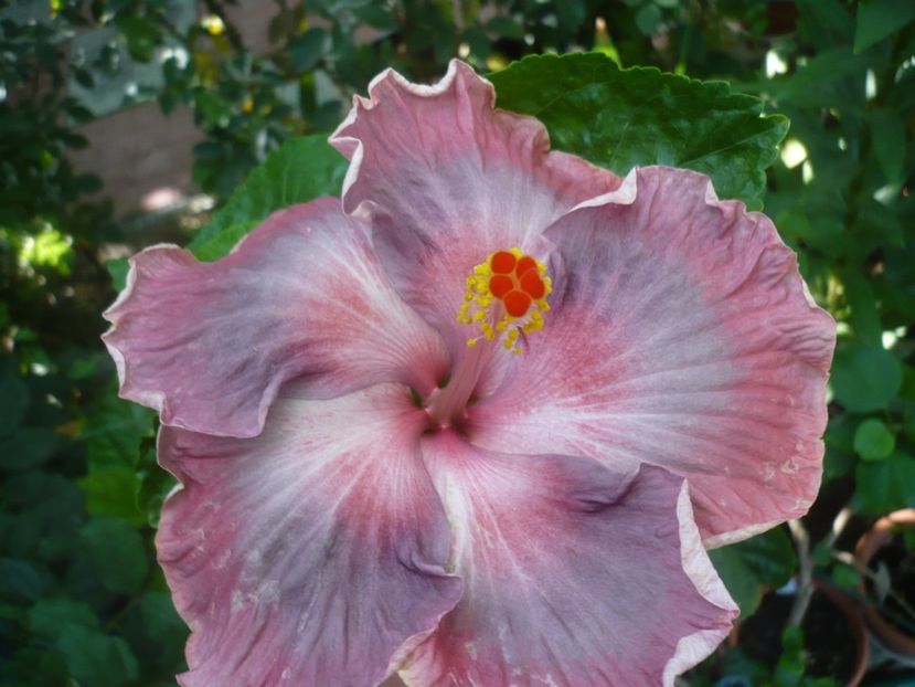 P1420760 - HIBISCUSI 2019-2