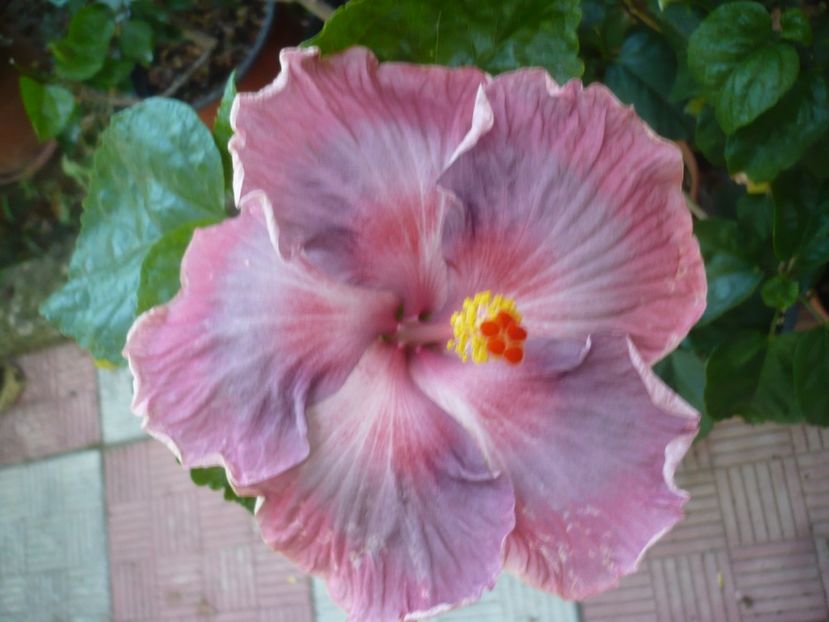 P1420762 - HIBISCUSI 2019-2