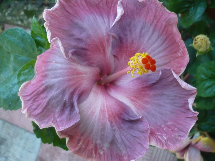 25.08.2019 - Xiahe no 15-Summer Lotus