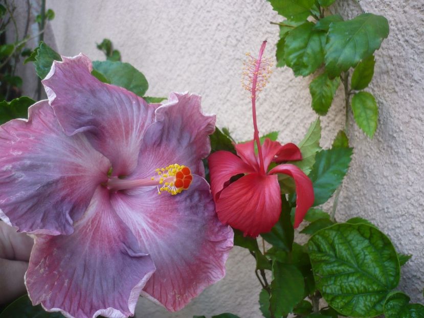 P1420758 - Xiahe no 15-Summer Lotus