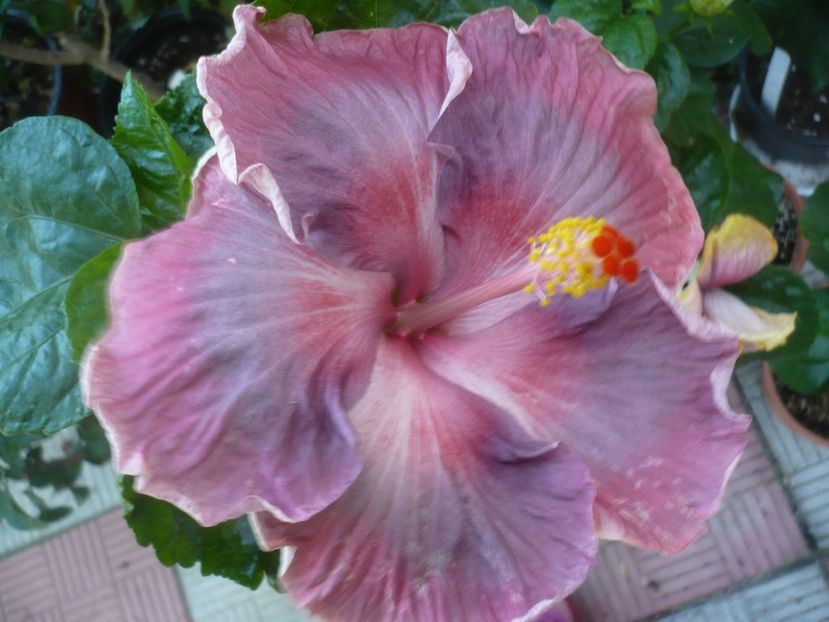 P1420761 - Xiahe no 15-Summer Lotus