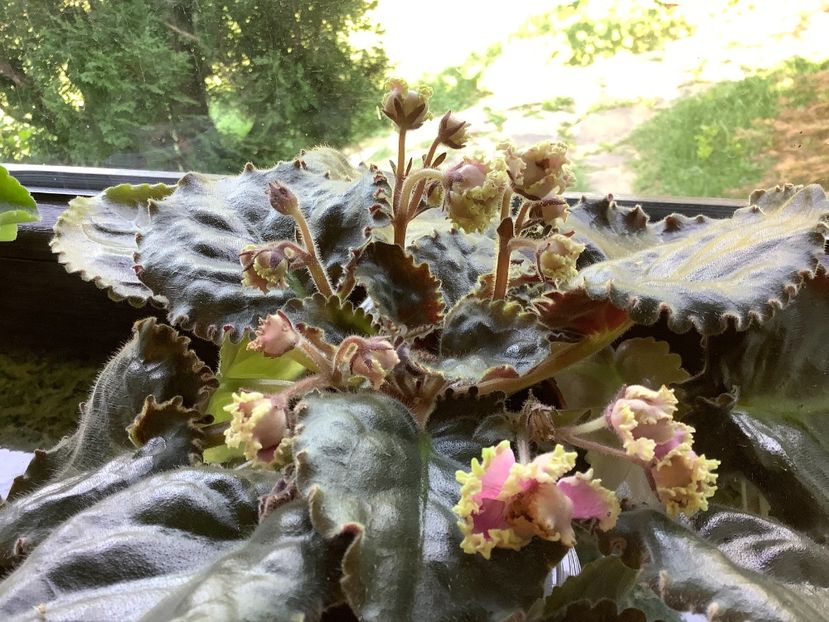  - LE Hydrangea