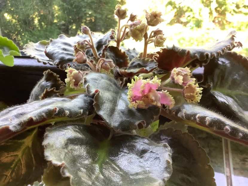  - LE Hydrangea