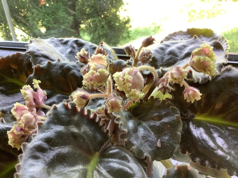  - LE Hydrangea