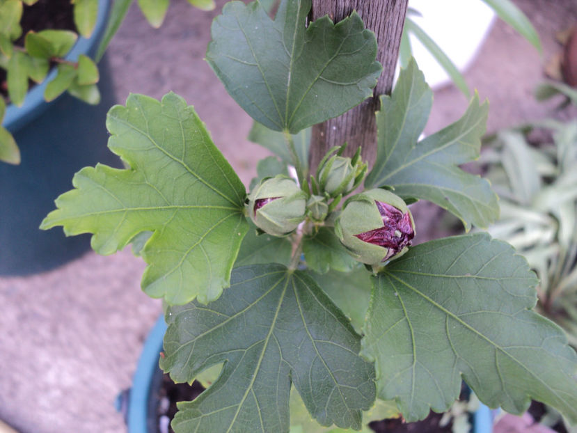 poze 2015 002 - Syriacus