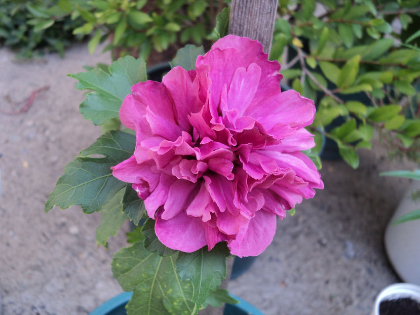 25 aug.2019,prima floare - Syriacus