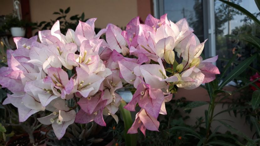  - Bougainvillea 2019-2020