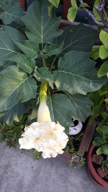  - Brugmansii!