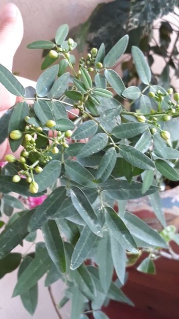  - Adunate! Luna August!