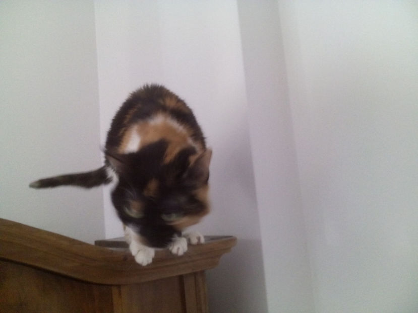 Sunt o fiară - Animalutze