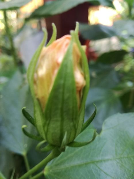  - Hibiscusi