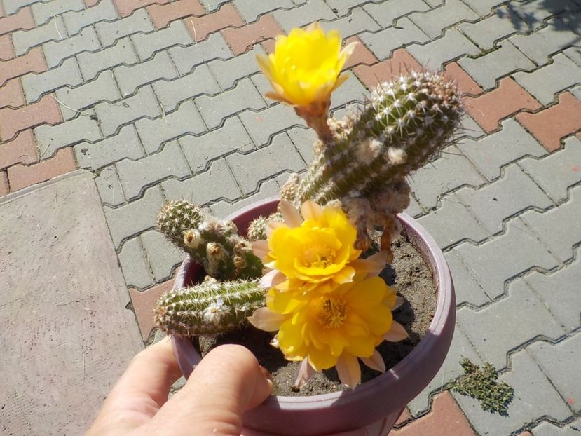  - chamacereus hibrid