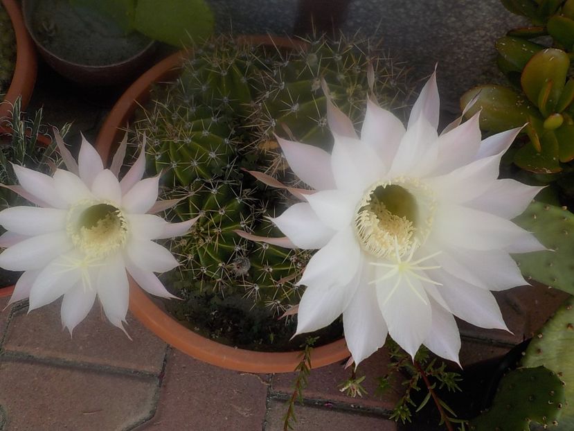  - echinopsis oxygona