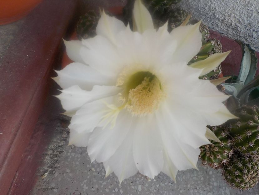  - echinopsis oxygona