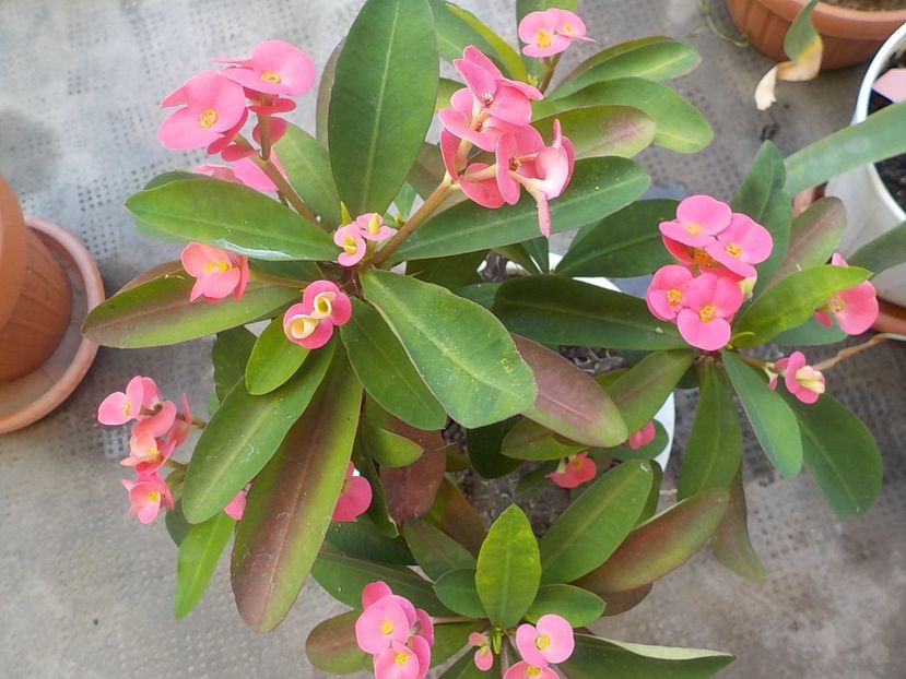  - euphorbia milli