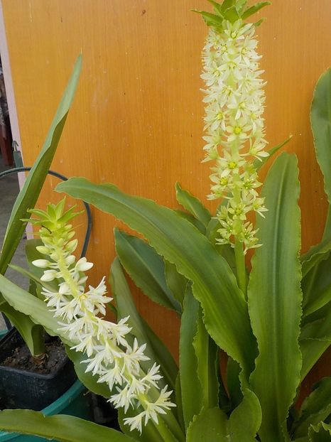  - eucomis