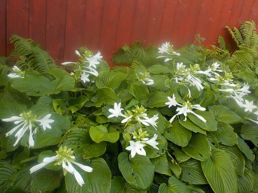  - hosta