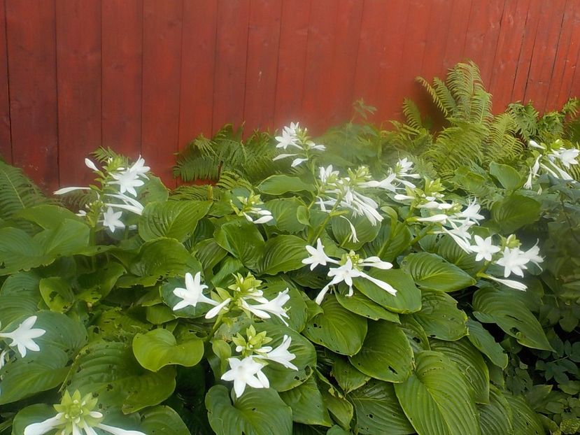  - hosta