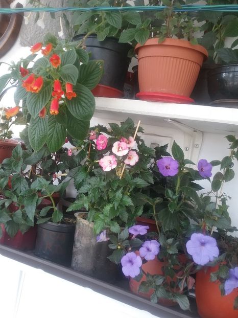  - 2016 achimenes