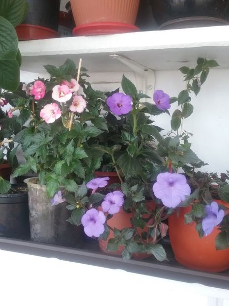  - 2016 achimenes