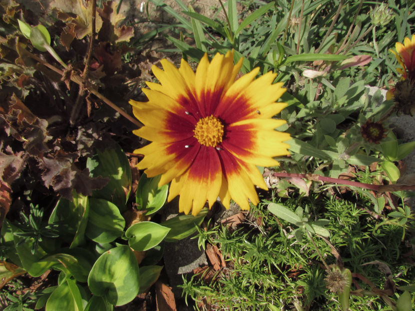  - A A Flori de gradina 3