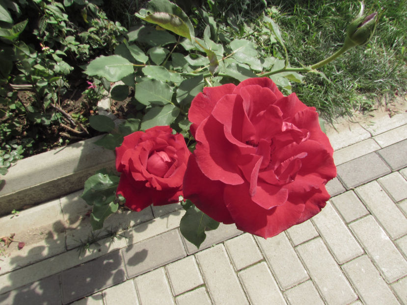  - A A Flori de gradina 3