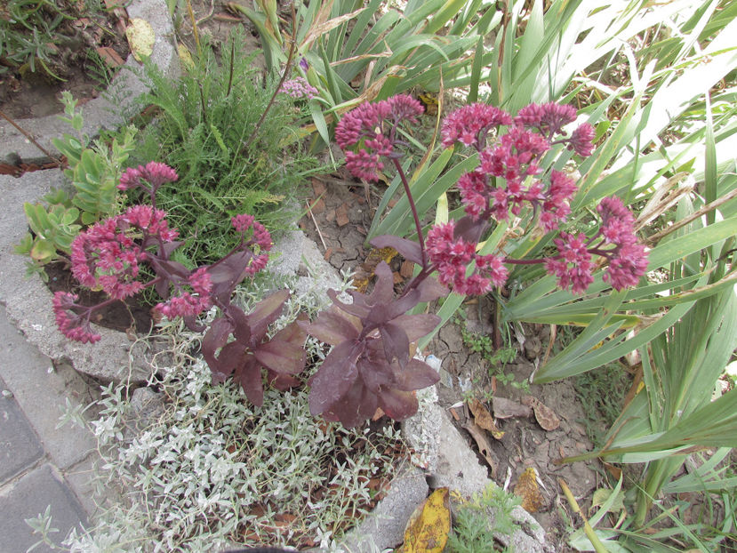  - A A Flori de gradina 3