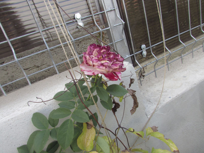  - A A Flori de gradina 3