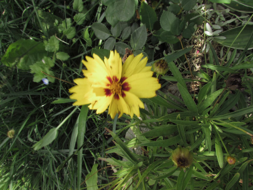  - A A Flori de gradina 3