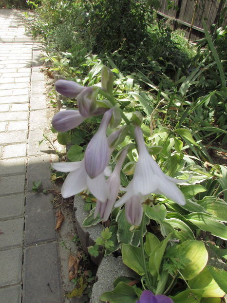  - A A Flori de gradina 3