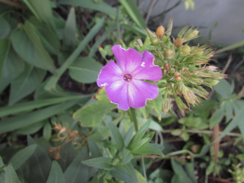  - A A Flori de gradina 3