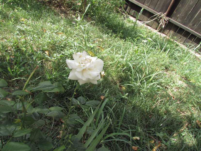  - A A Flori de gradina 3