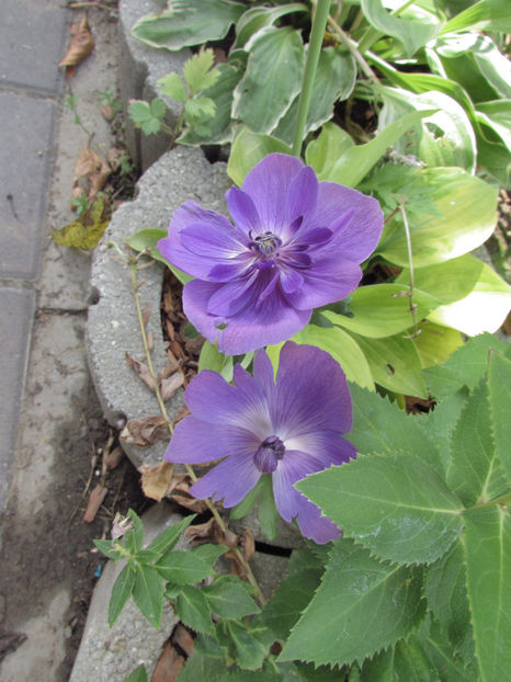 Anemone - A A Flori de gradina 3