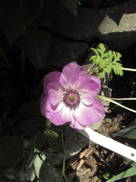 Anemone - A A Flori de gradina 3