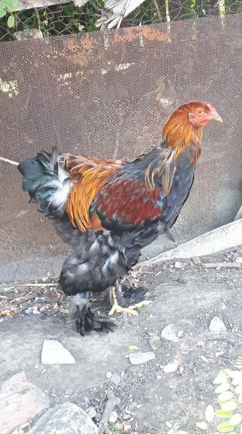 received_478590639371341 - Brahma 2019