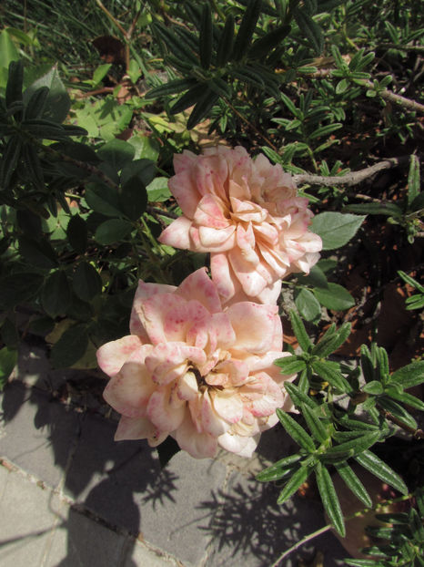  - A A Flori de gradina 3