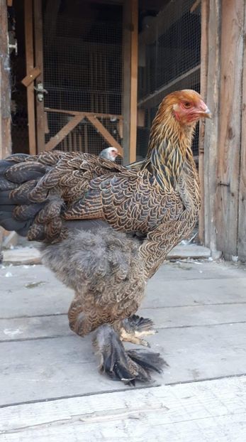 received_2382285002092246 - Brahma 2019