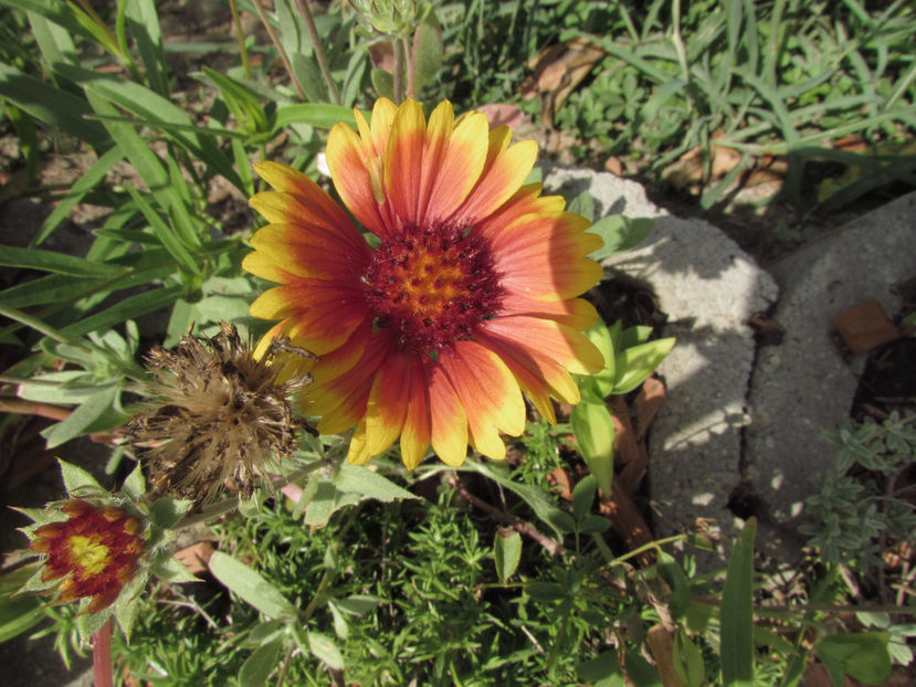  - A A Flori de gradina 3