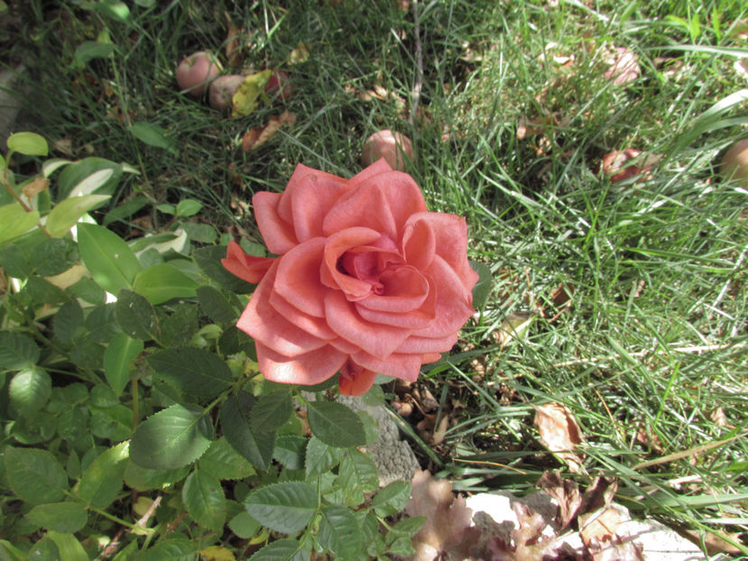  - A A Flori de gradina 3